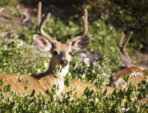 Bucks, Mammal, Stag, Wildlife, Deer, deer, animal wildlife thumbnail