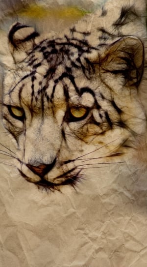 Feline, Snow Leopard, Cat, Animal, one animal, tiger thumbnail