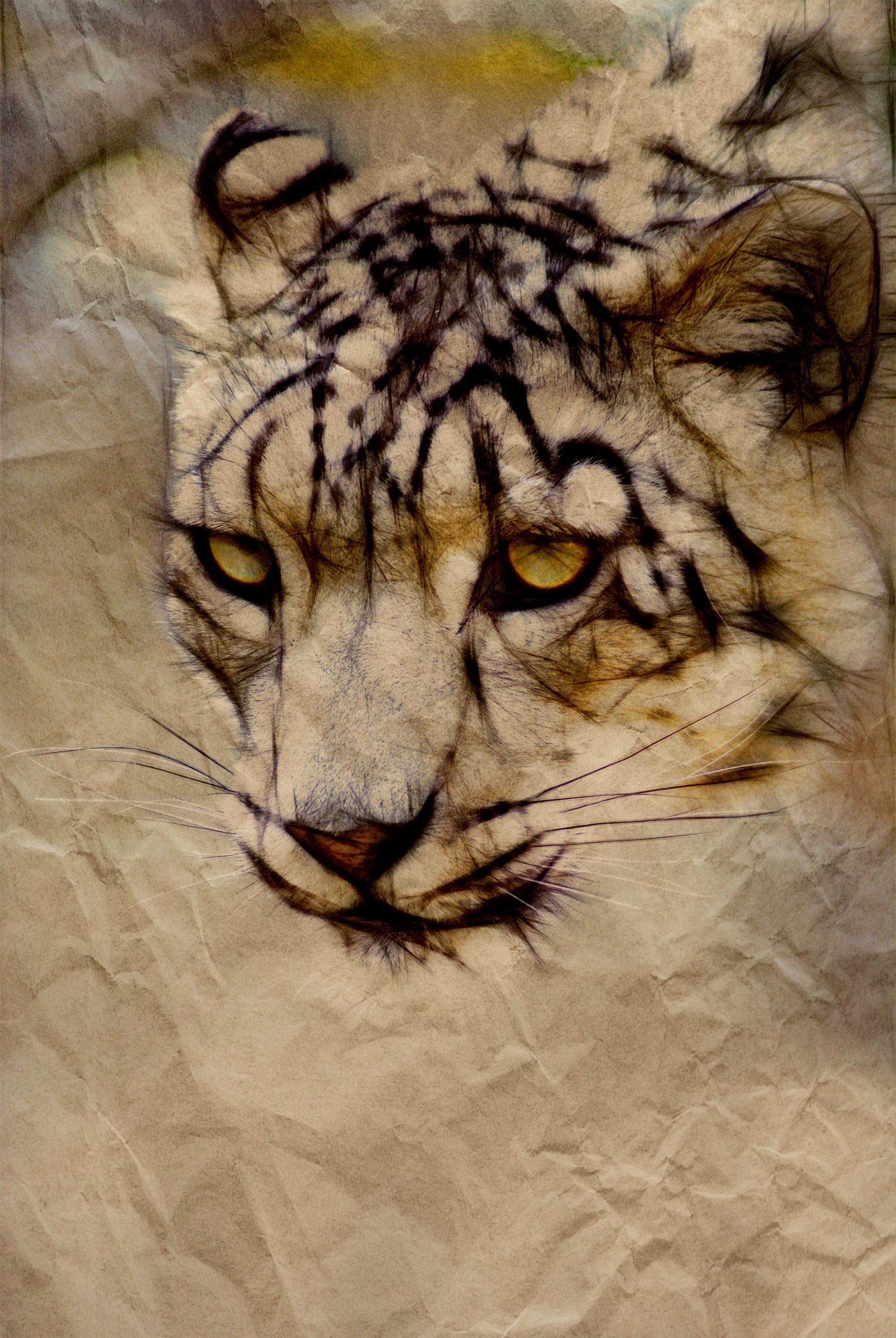 Feline, Snow Leopard, Cat, Animal, one animal, tiger