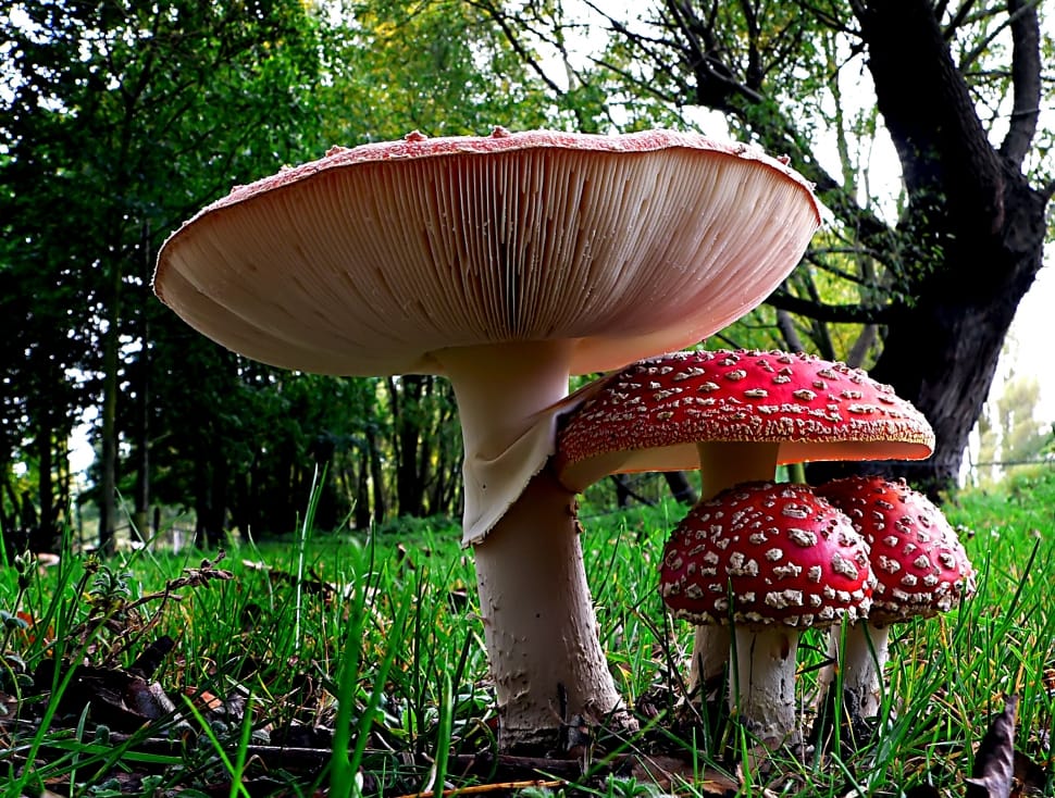 Fly agaric, Amanita muscaria, red mushroom preview