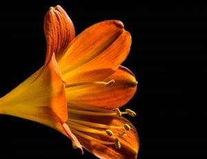 orange lily close-up photo thumbnail