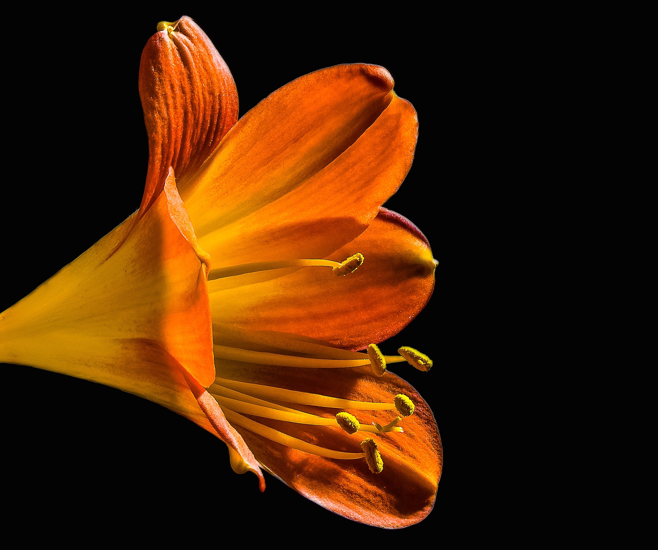 orange lily close-up photo