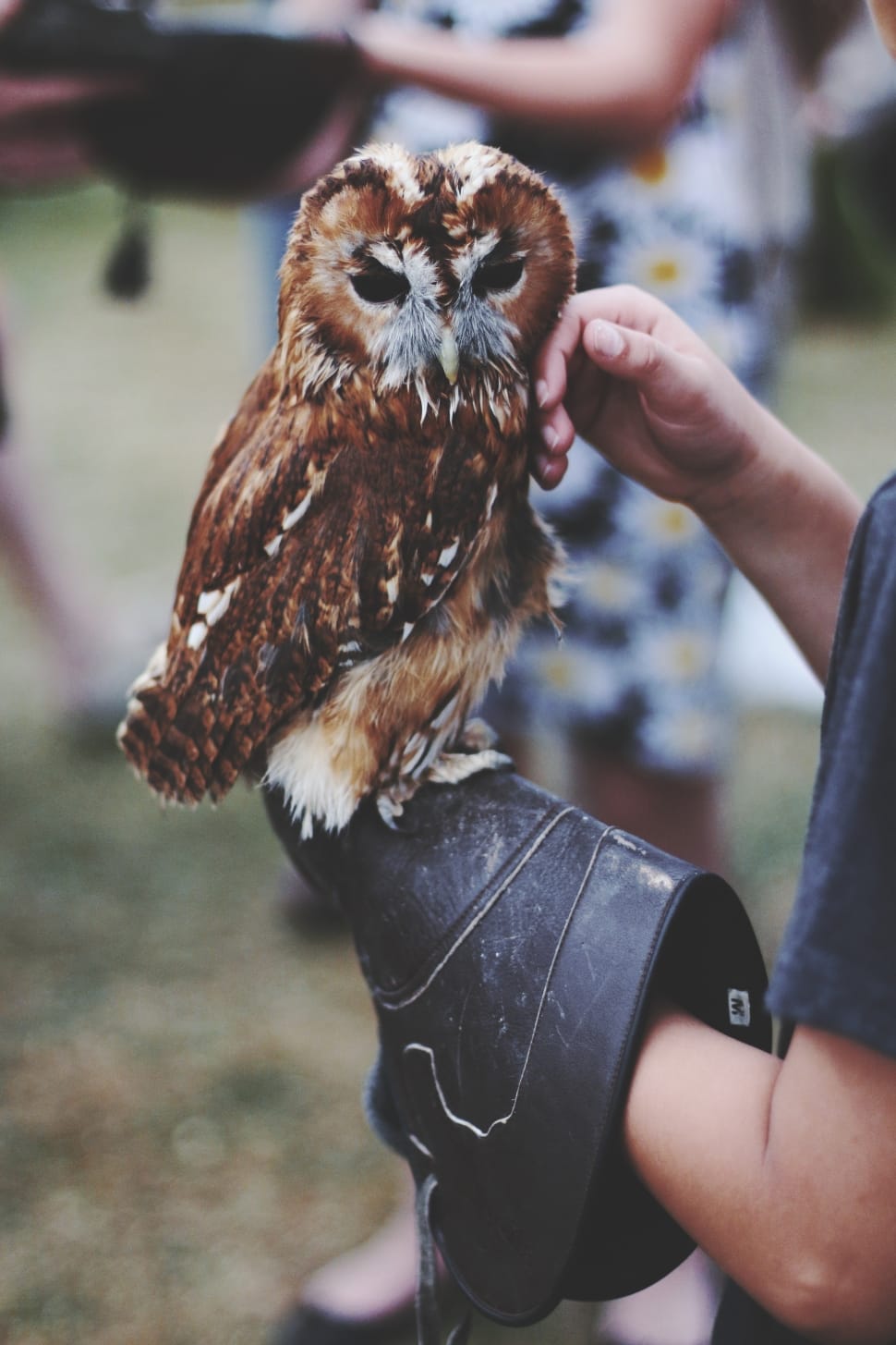 person holding brown and grey owl preview
