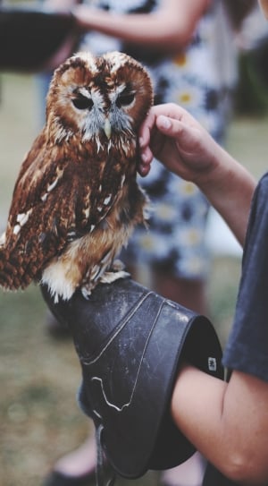 person holding brown and grey owl thumbnail