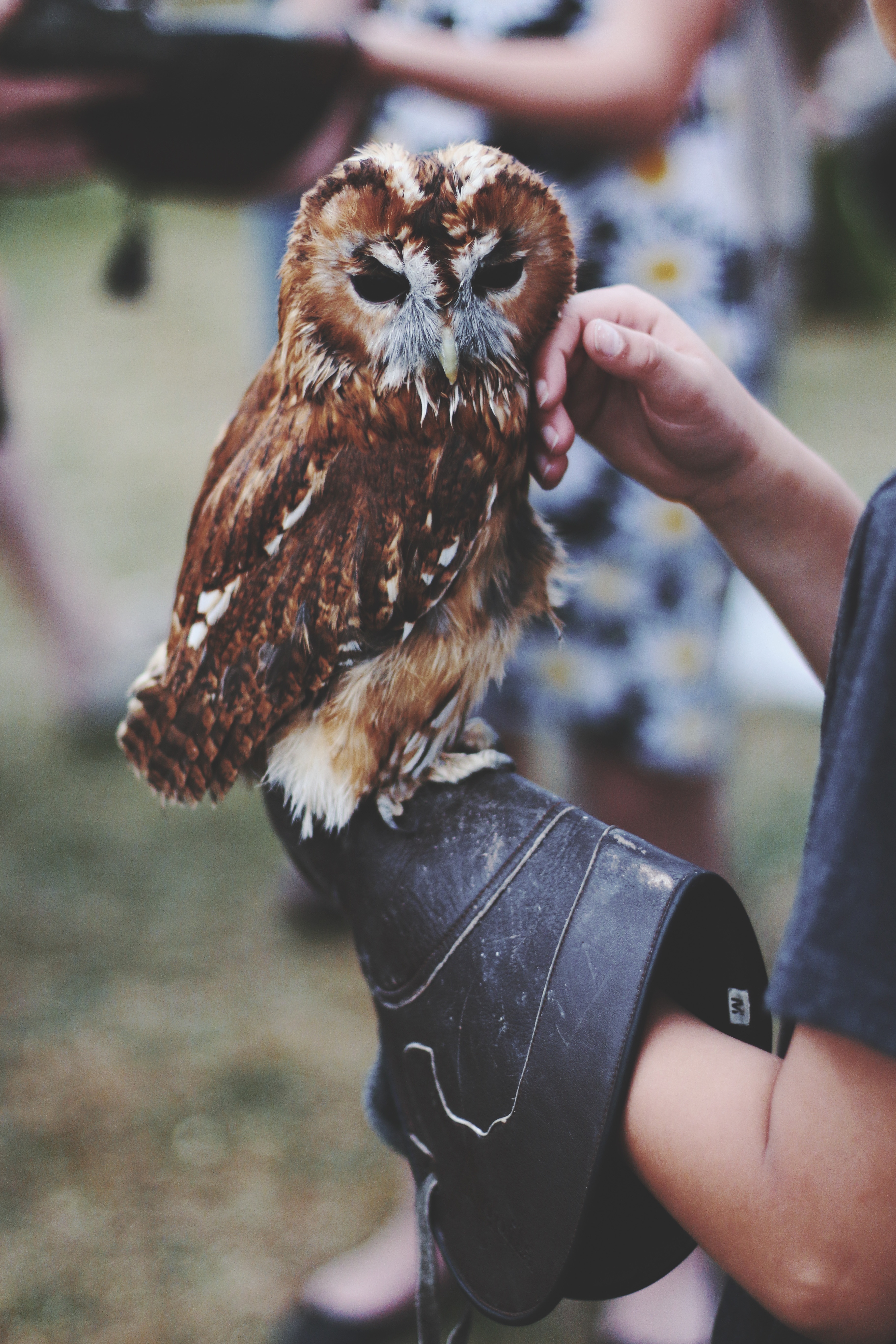 person holding brown and grey owl