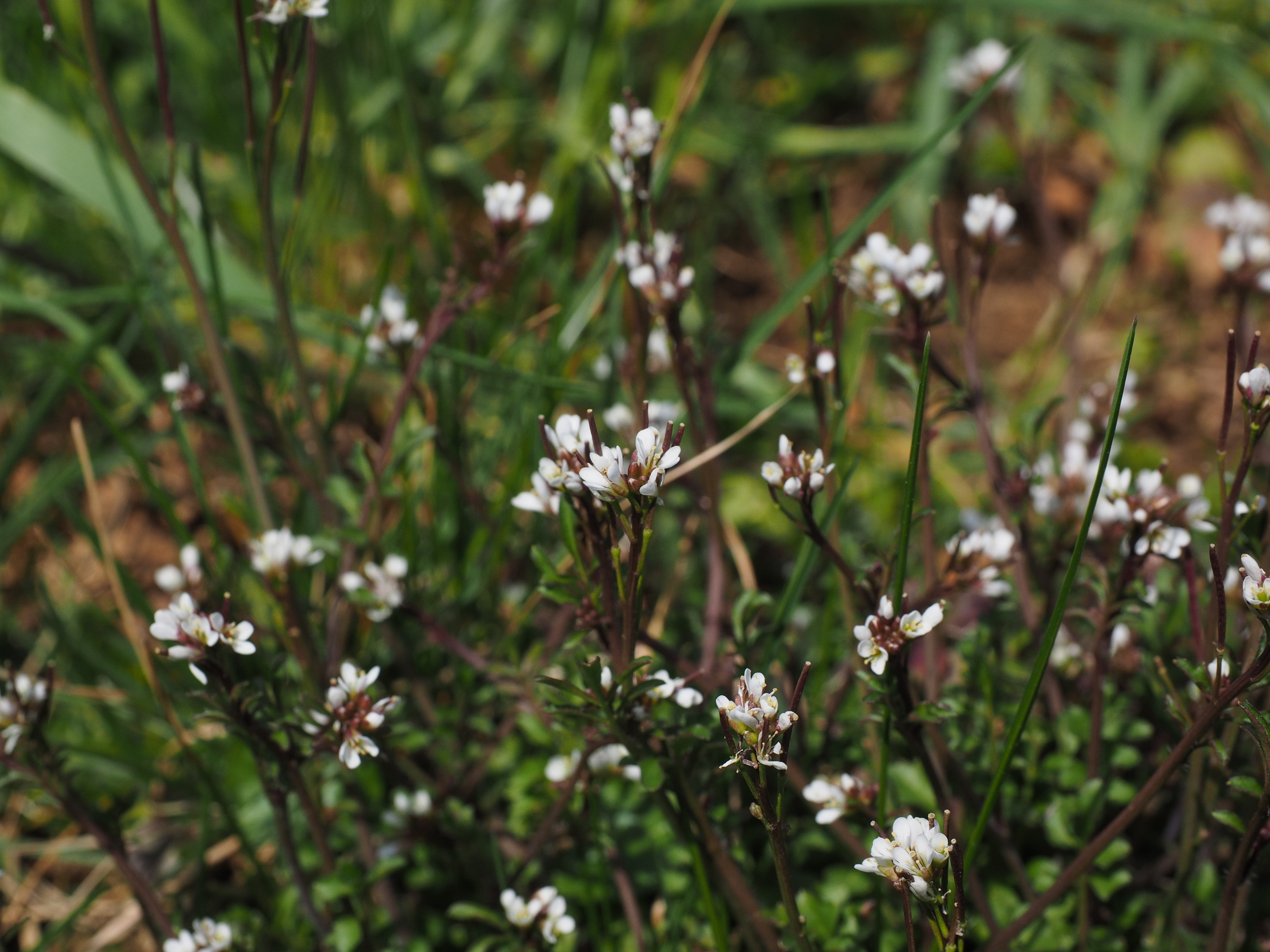 white petaled flower plant