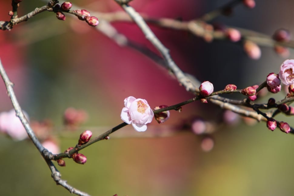 Plum Blossom, Tree Wood, Forest, twig, flower preview