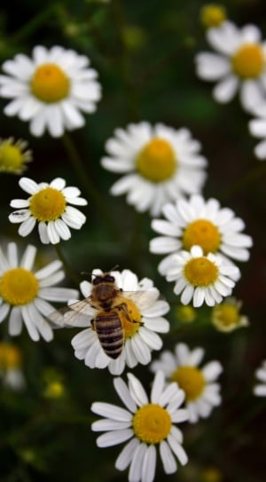 bee and white flower plant thumbnail