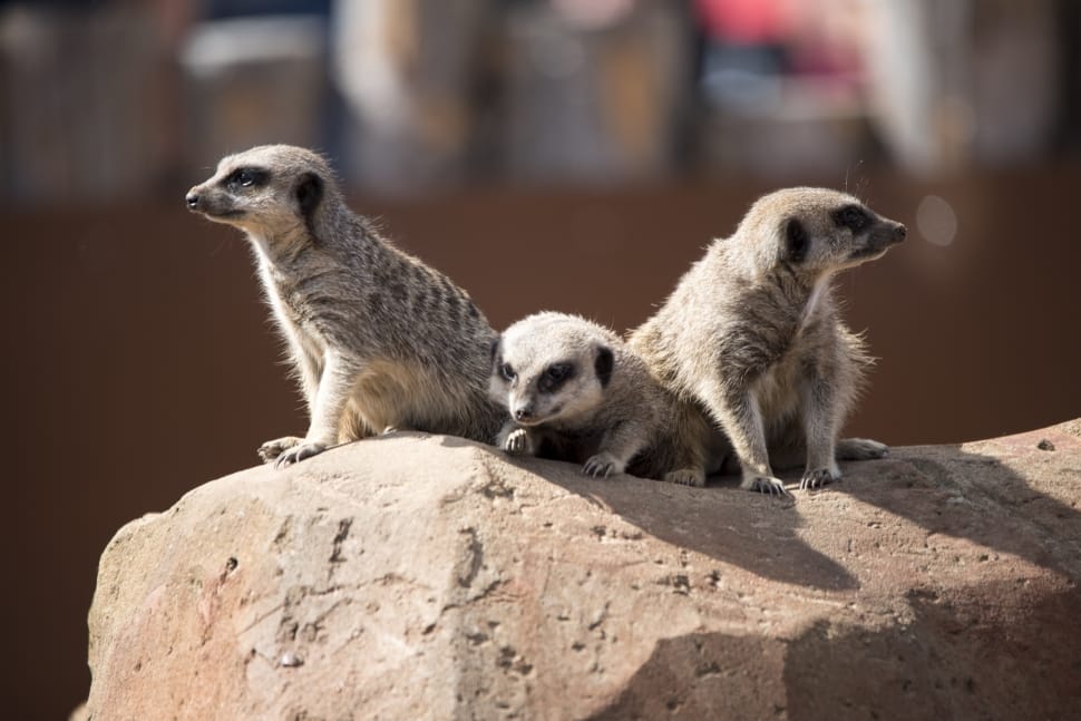 3 meerkats preview
