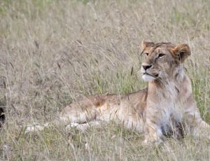 brown lioness sitting on green and brown grass during daytime thumbnail