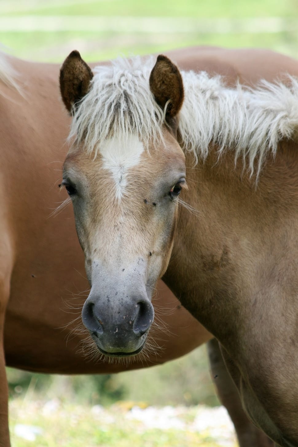 Foal, Haflinger, Colt, Horse, Horses, horse, one animal preview
