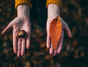 person holding brown leaf thumbnail