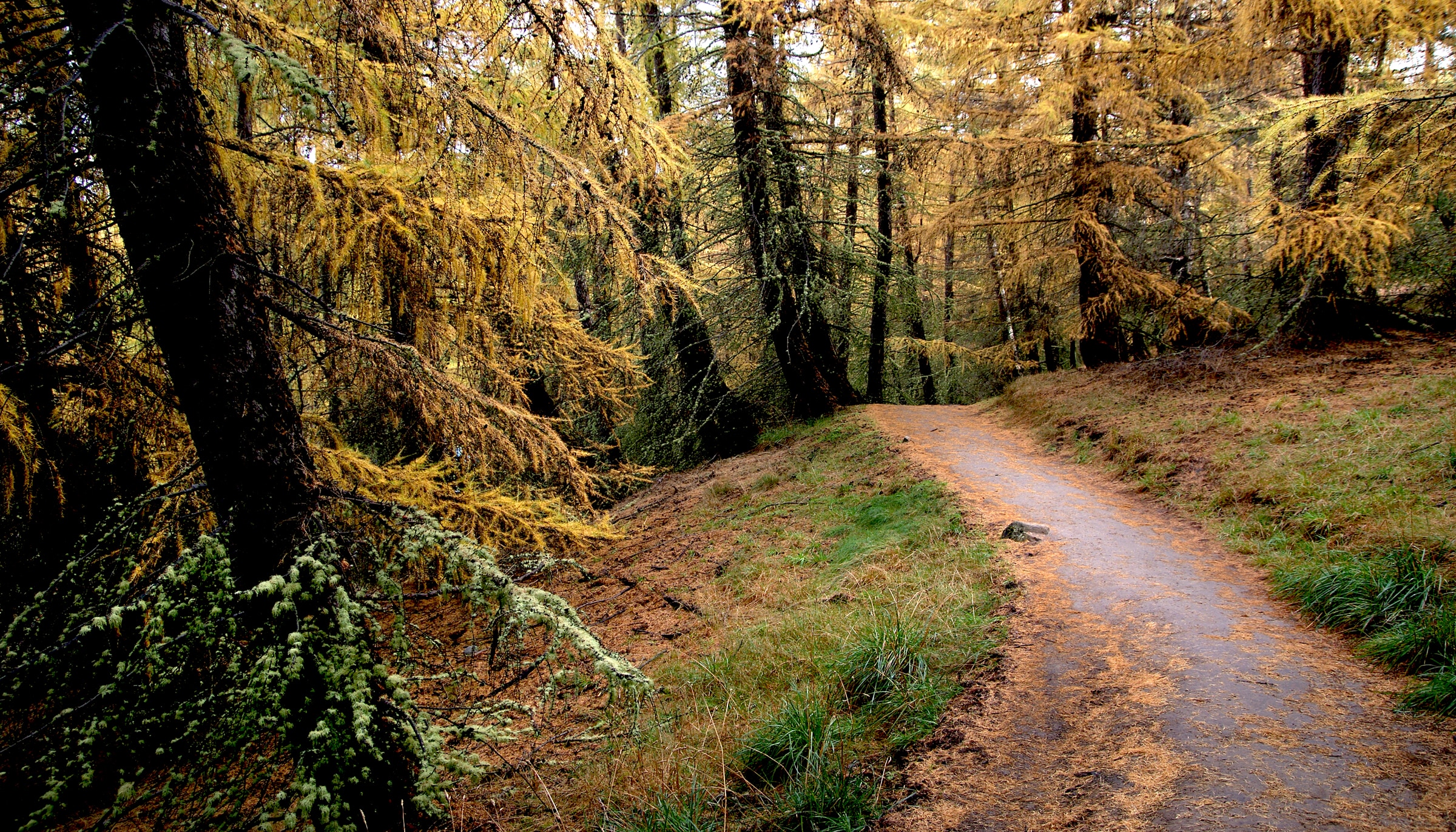 A road through the larches