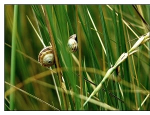 two brown snails thumbnail