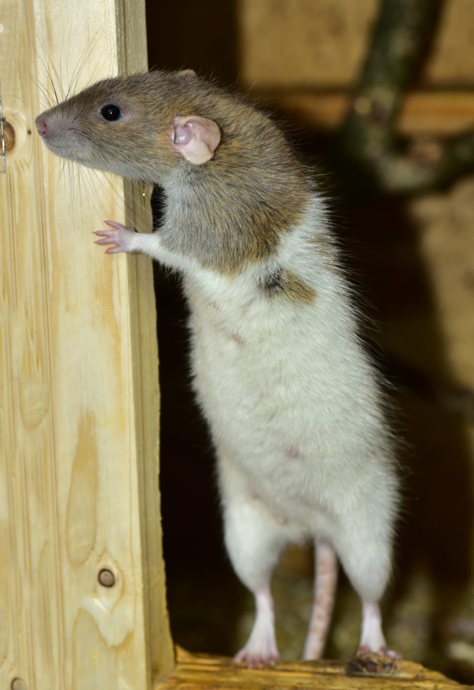 White And Brown Mice Free Image Peakpx