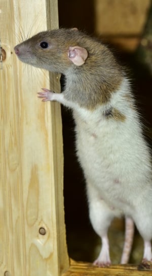 white and brown mice thumbnail