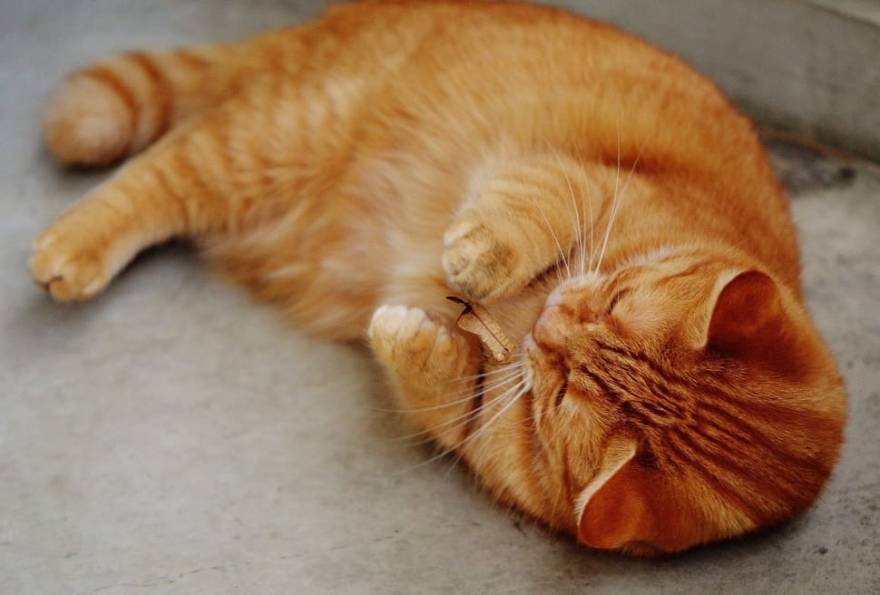 orange tabby cat preview