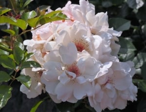 Pink, White, Verny Park, Rose, France, flower, nature thumbnail