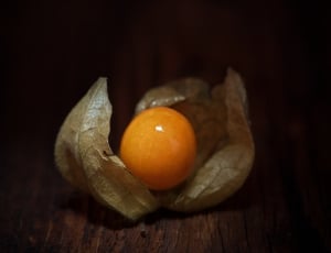 orange egg thumbnail