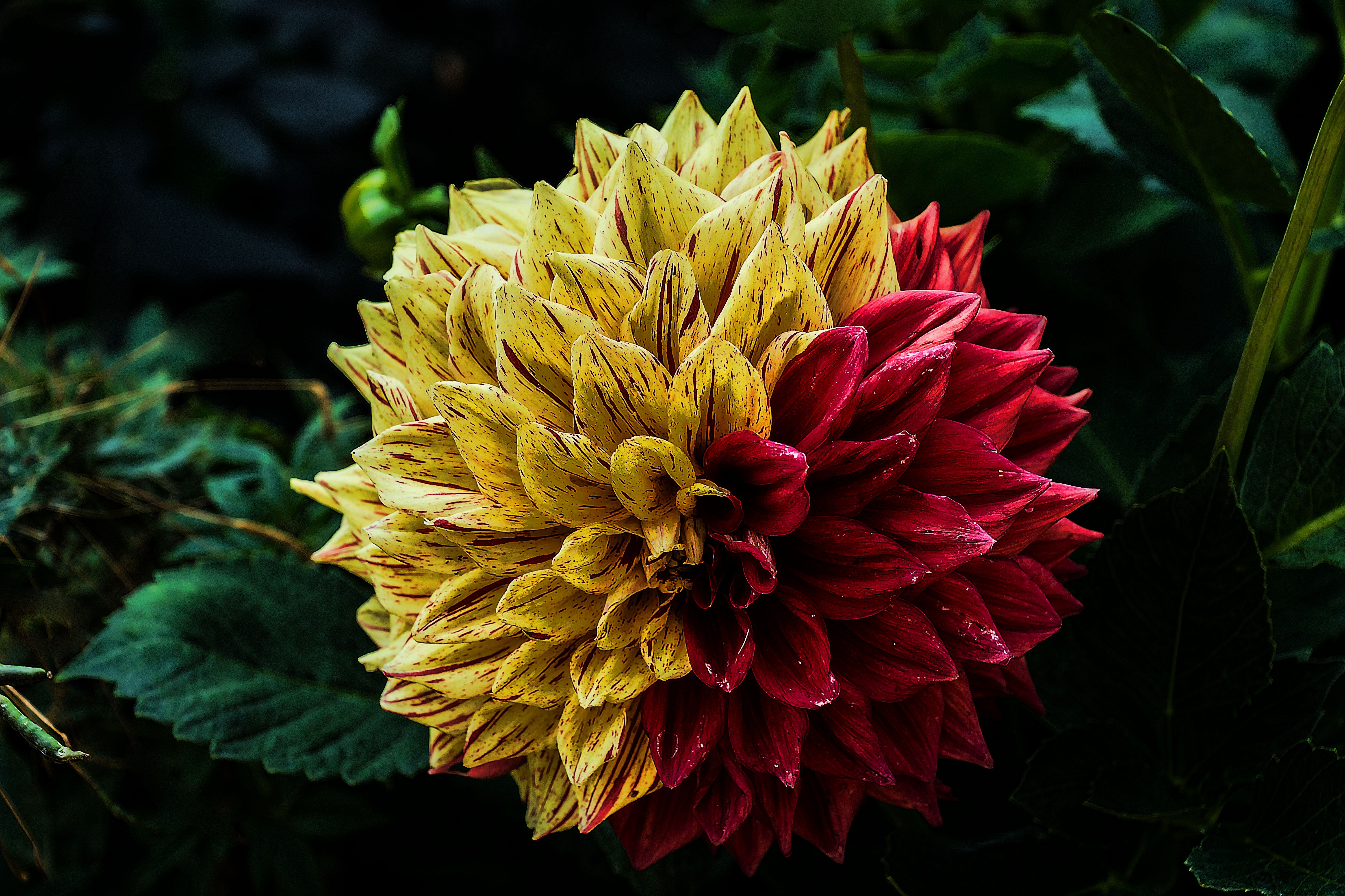 yellow-and-red petaled flower