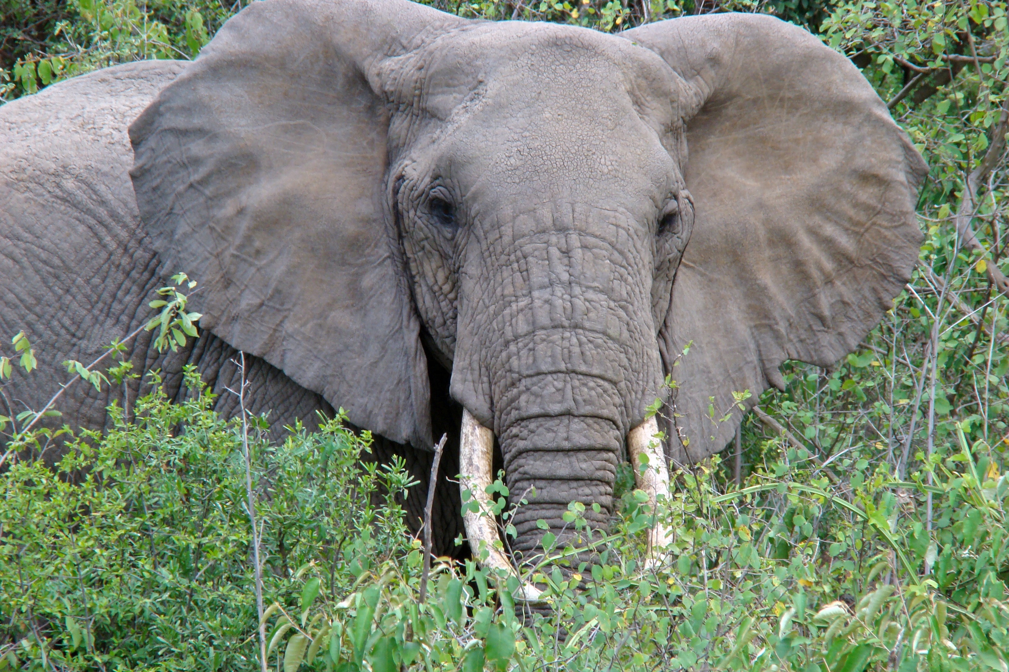 Сколько диких слонов. Африканский слон. Саванный слон. Африканский слон фото. Слоны живут.