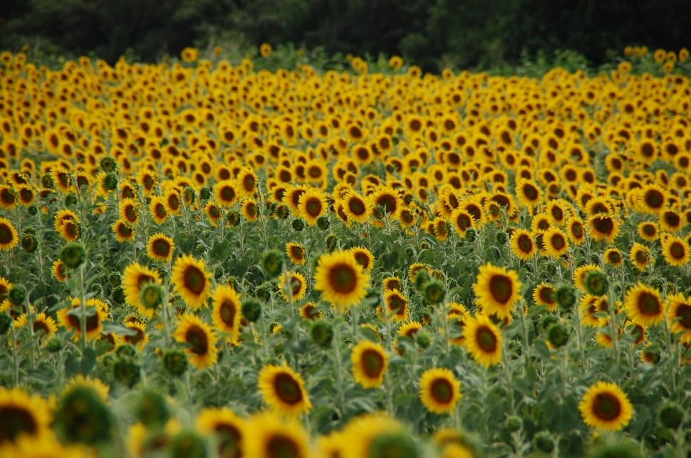 sunflower field during daylight preview
