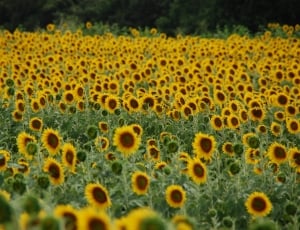 sunflower field during daylight thumbnail