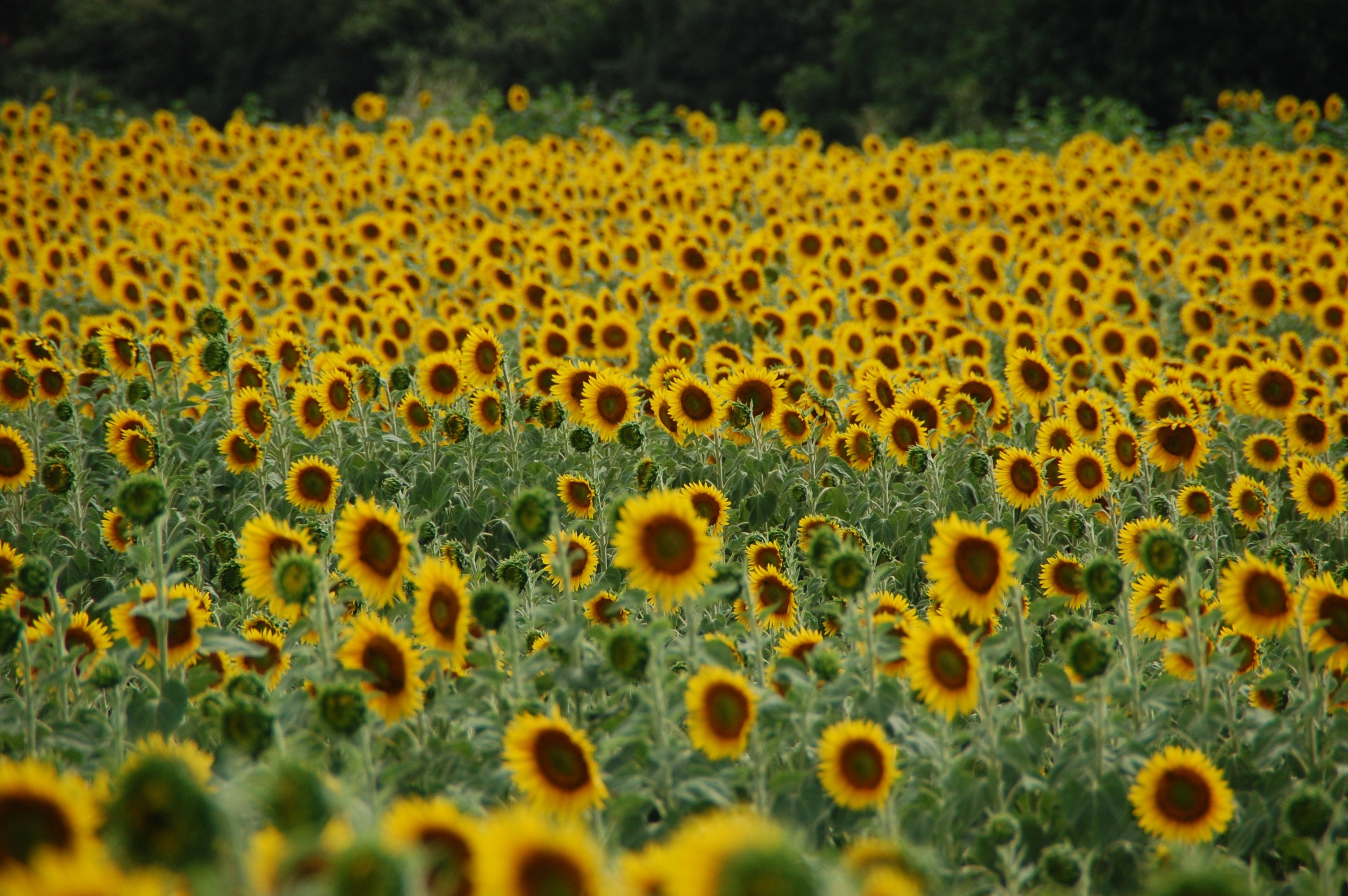 sunflower field during daylight