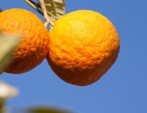 two oranges during daytime thumbnail