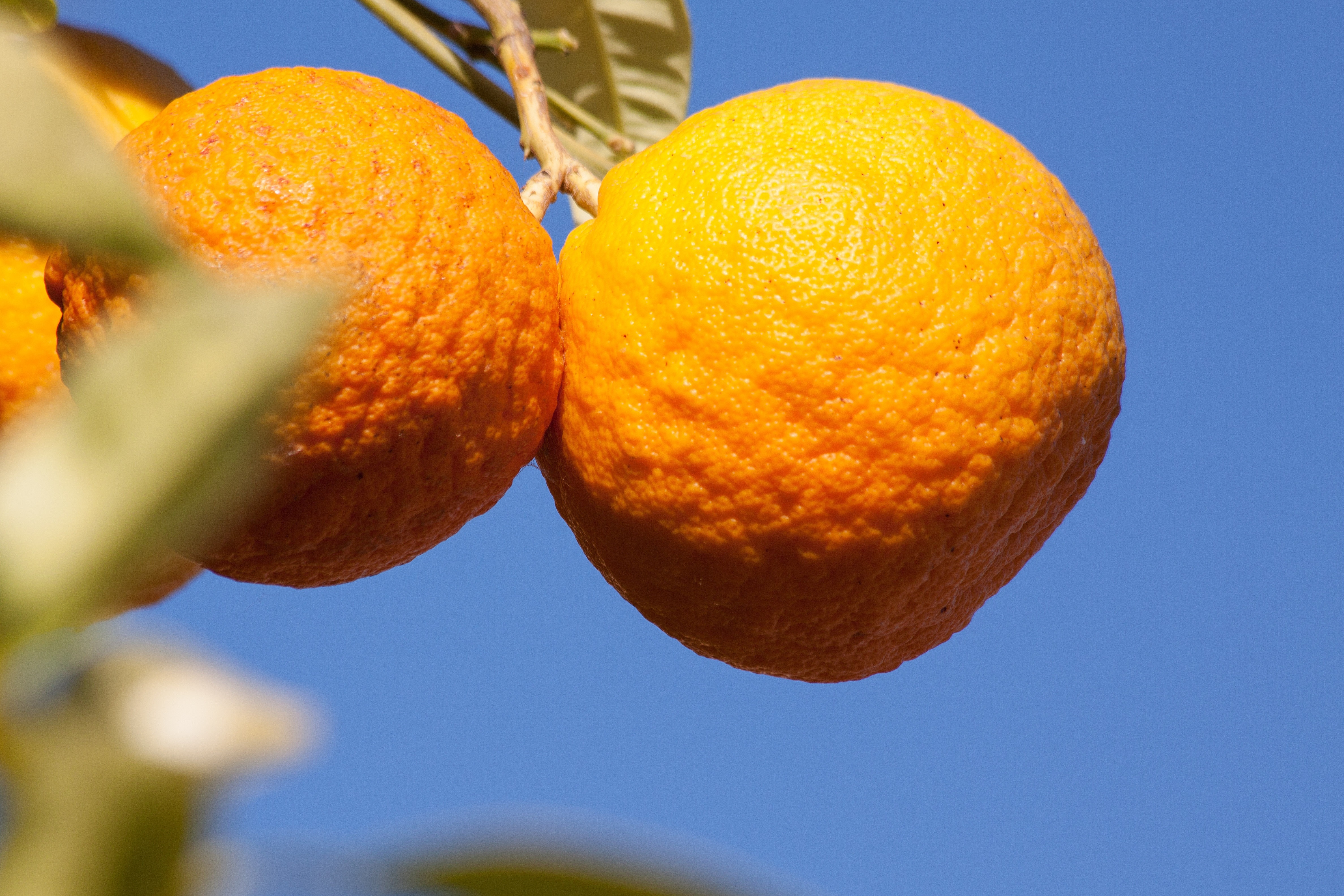 two oranges during daytime