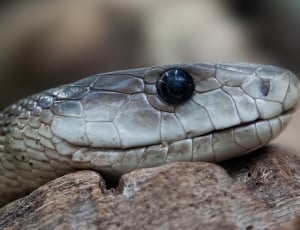 closeup photography of gray snake thumbnail