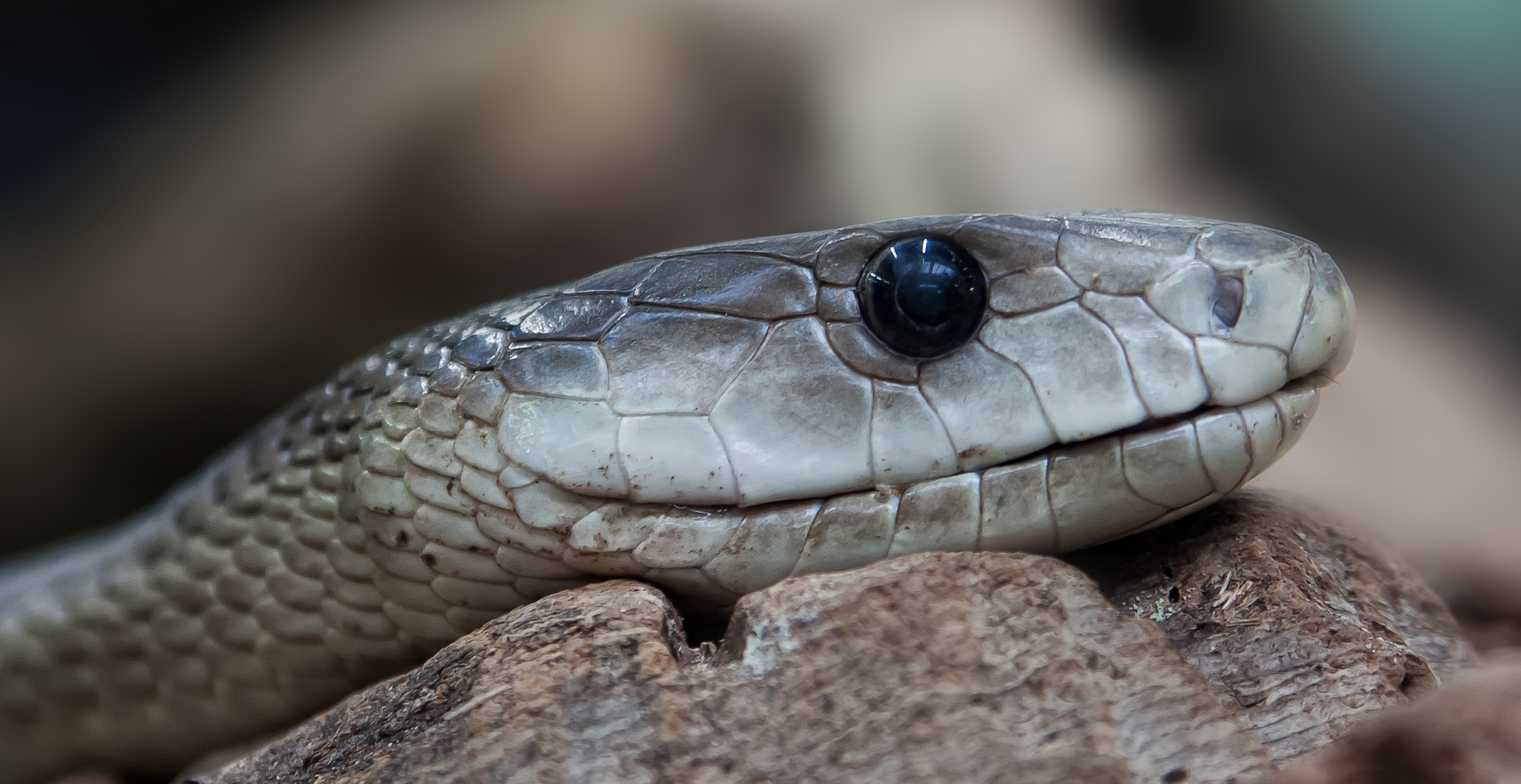 closeup photography of gray snake