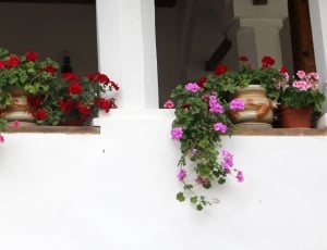 red and pink flowers and vases thumbnail