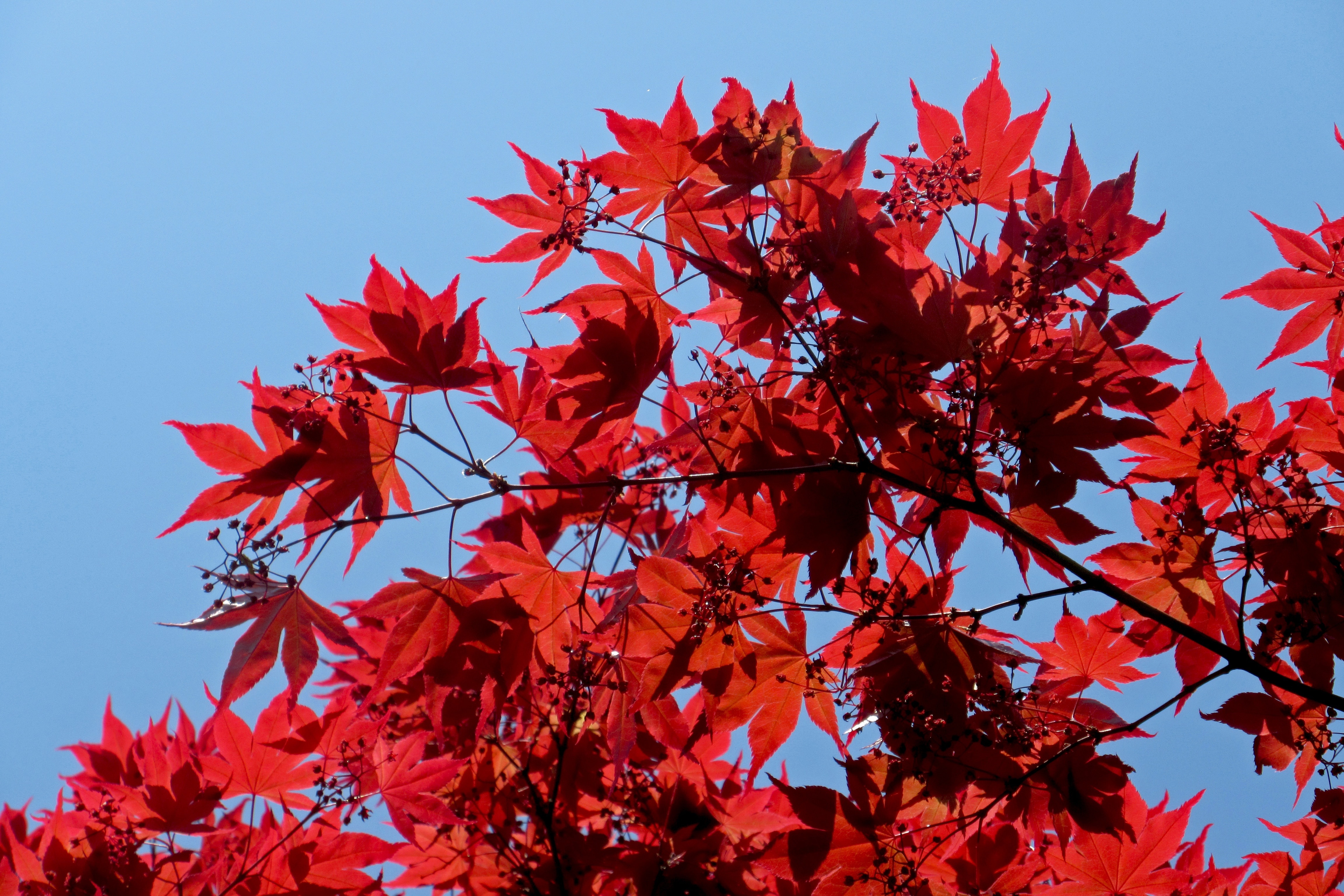 low angle view of red maple leaf