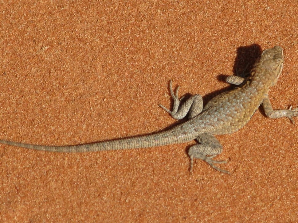 brown and gray lizard preview