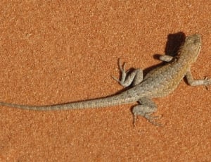 brown and gray lizard thumbnail