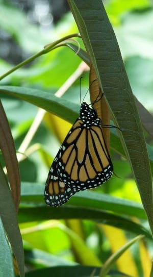 brown black and white butterfly on green leaf thumbnail