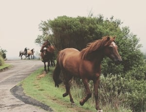 five brown horse running beside pathway during daytime phoot thumbnail