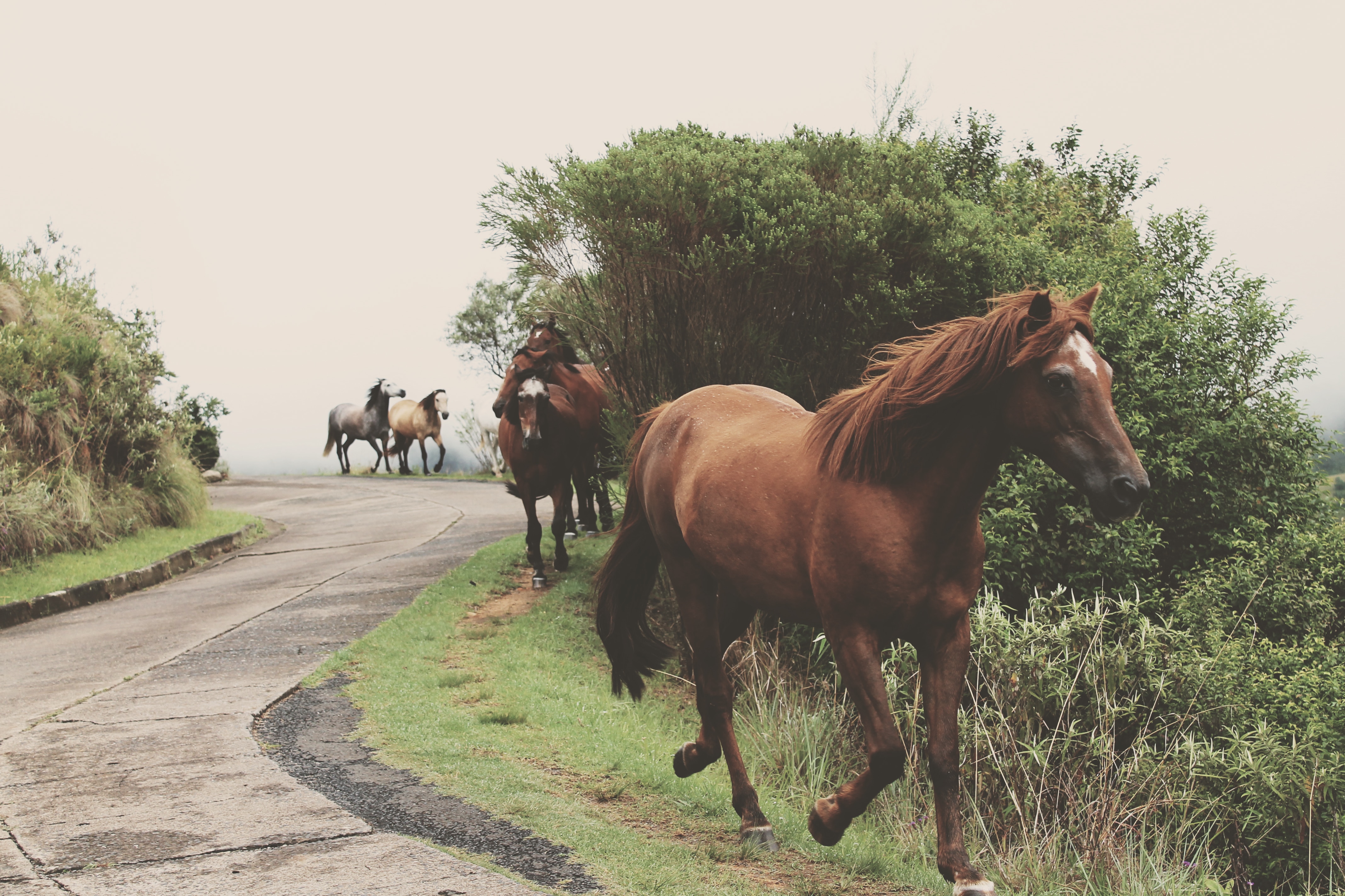 five brown horse running beside pathway during daytime phoot