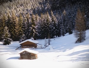 two houses on snow field with pine trees behind thumbnail