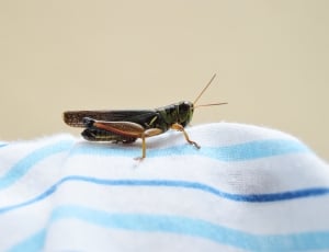 brass and green grasshopper thumbnail