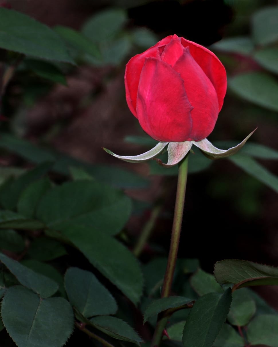 red flower beside green leaves preview