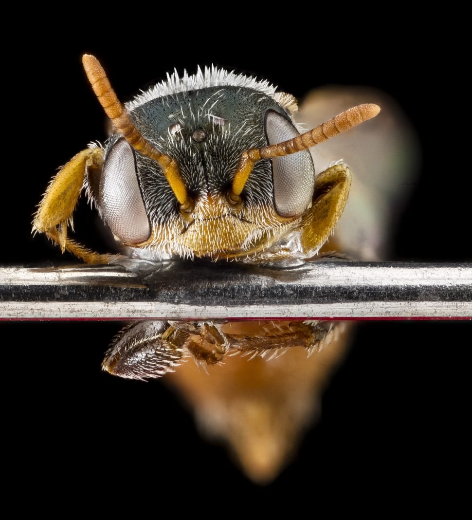 Bug, Macro, Head, Insect, Bee, one animal, animal themes preview