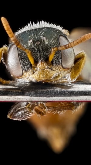 Bug, Macro, Head, Insect, Bee, one animal, animal themes thumbnail