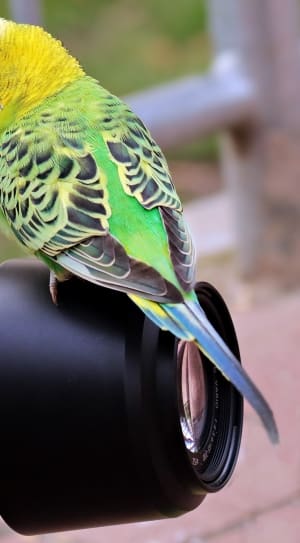 green yellow and black parakeet thumbnail