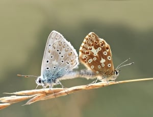 2 brown moth thumbnail