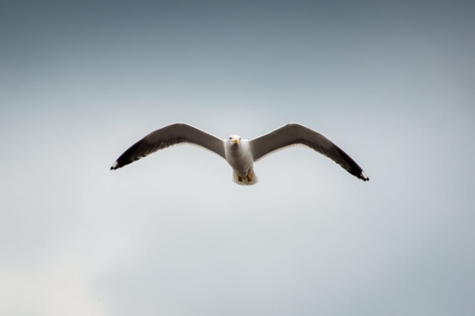 white and brown seagull preview