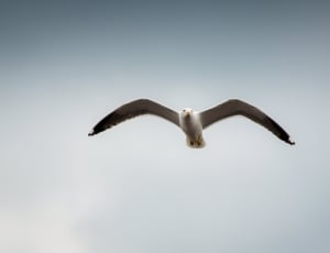 white and brown seagull thumbnail