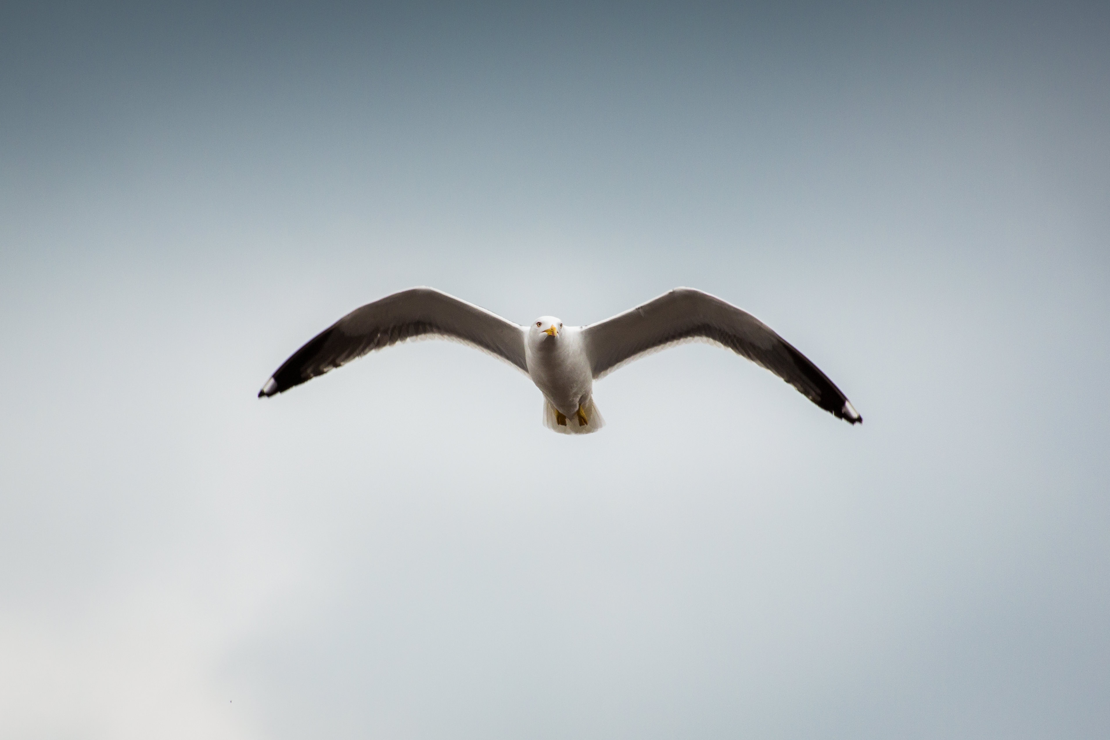 white and brown seagull