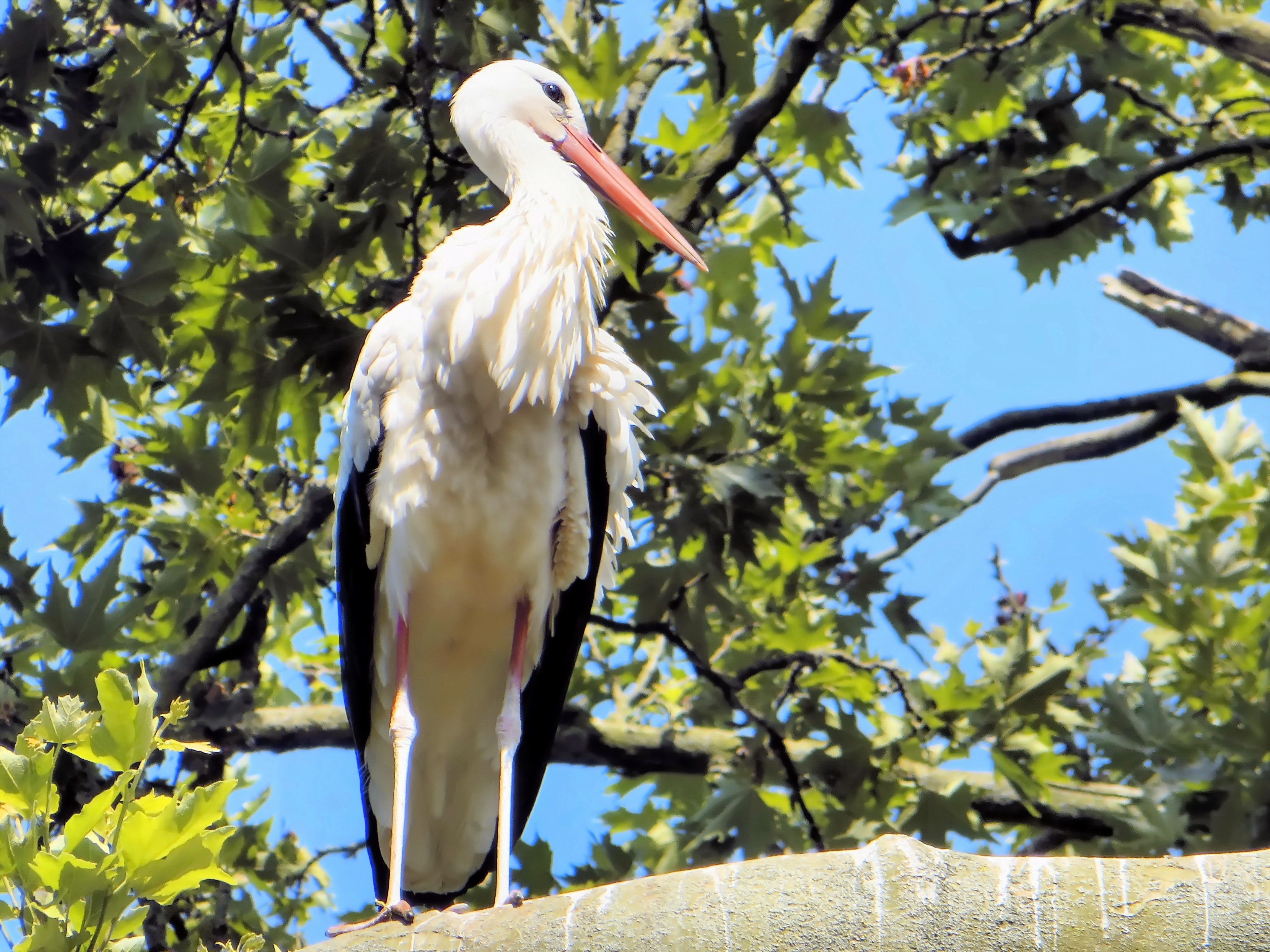 white and black bird